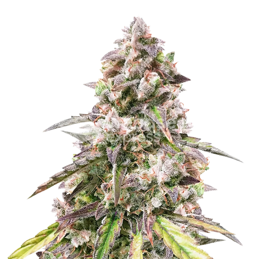 CBD Mango feminized zaden