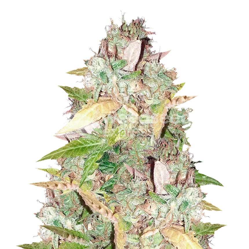 CBD Sugar feminized seeds