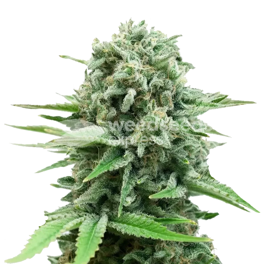 CBD White Widow feminized seeds