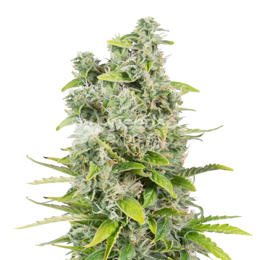 CBG Citrus Nectar feminized seeds