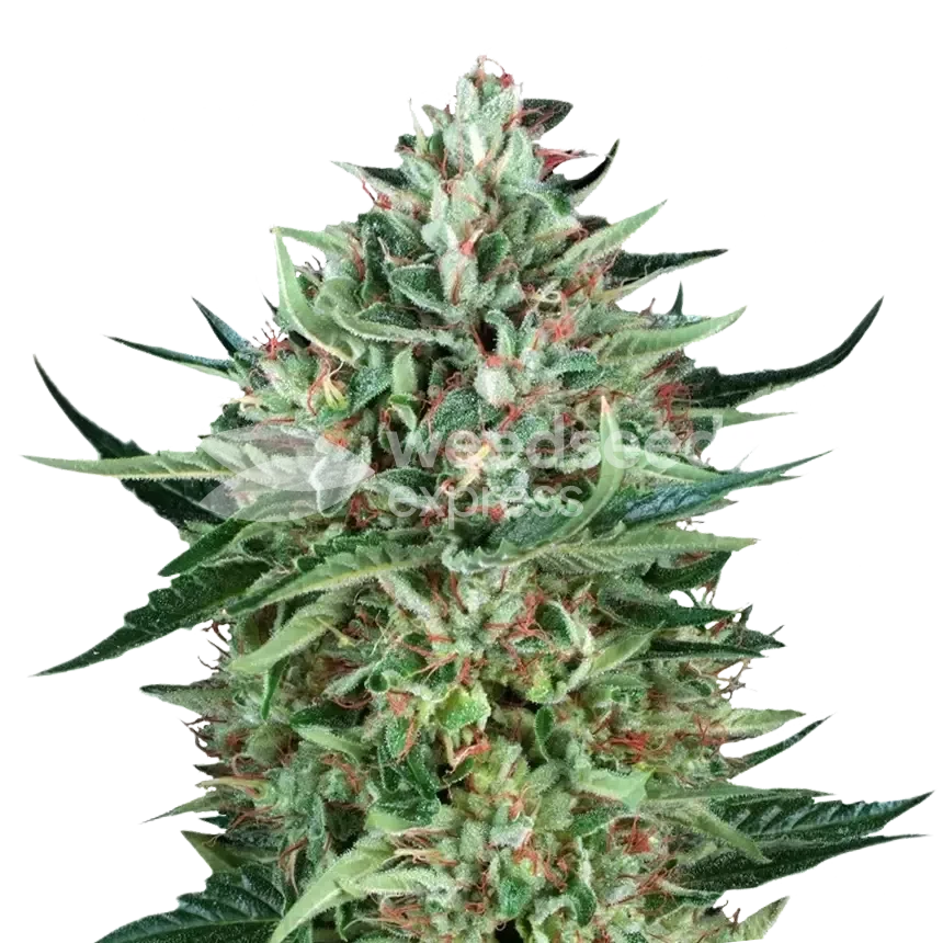 Cherry AK feminized seeds