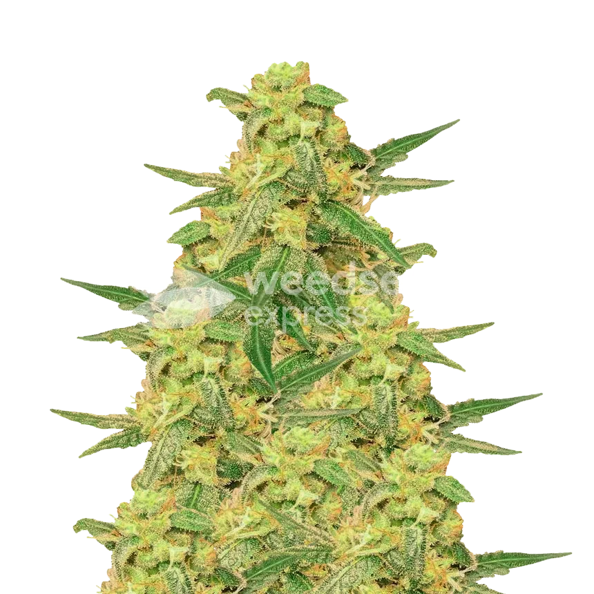 C. Banana feminized seeds