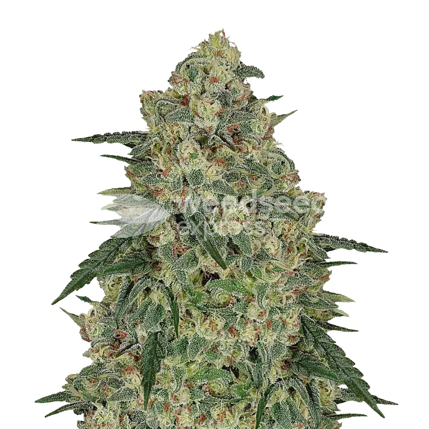 Chocolope feminized zaden