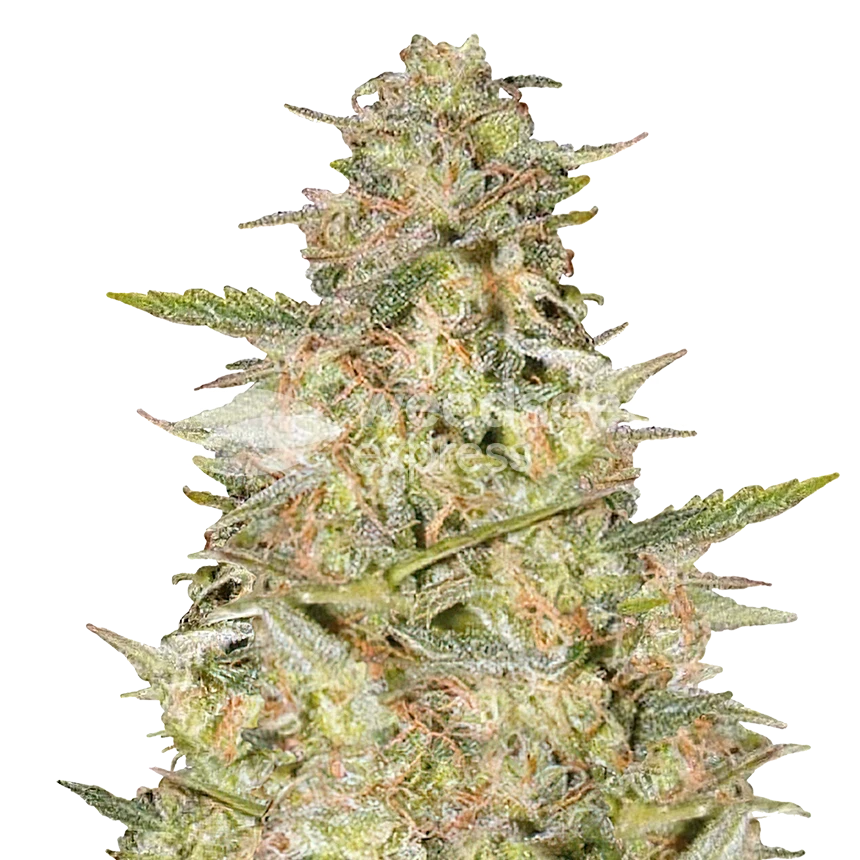 Colombian Gold feminized seeds