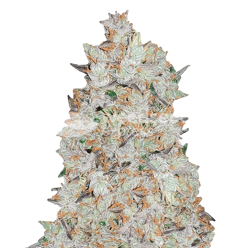 Cookies and Cream feminized seeds