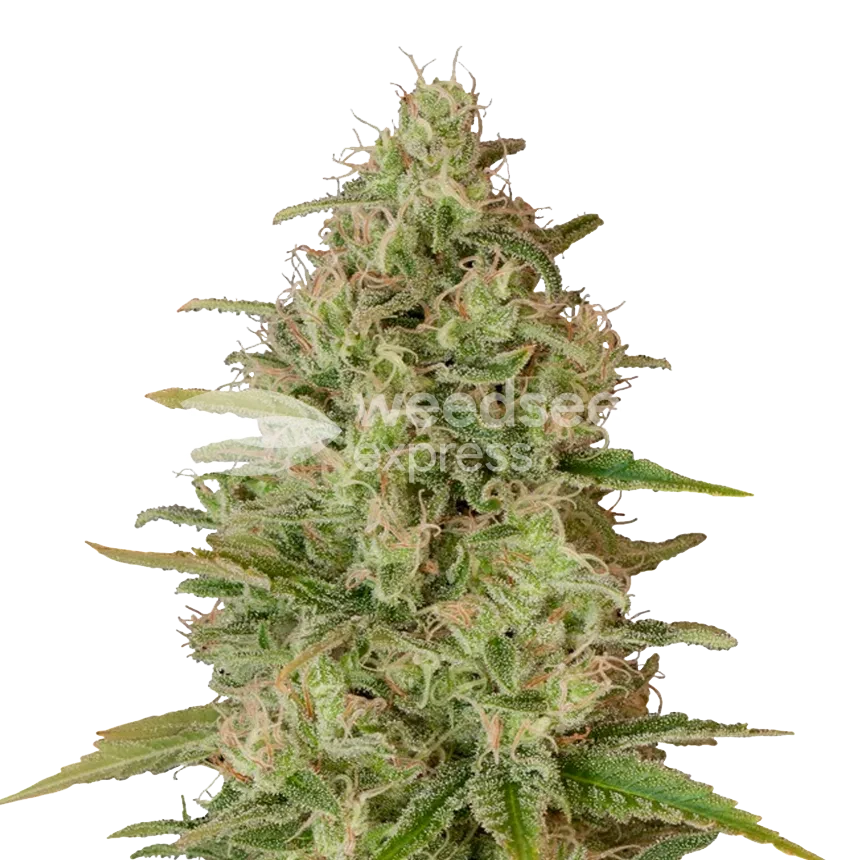 Critical Jack feminized zaden