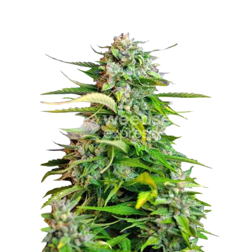 Critical autoflower seeds