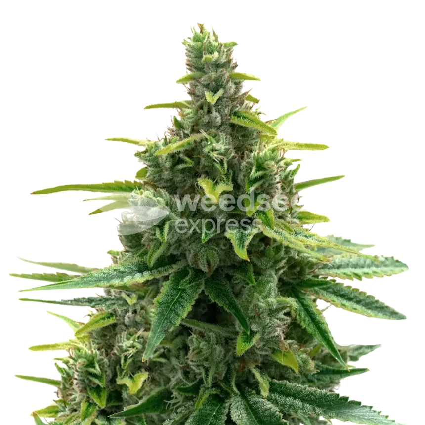 Diesel feminized zaden