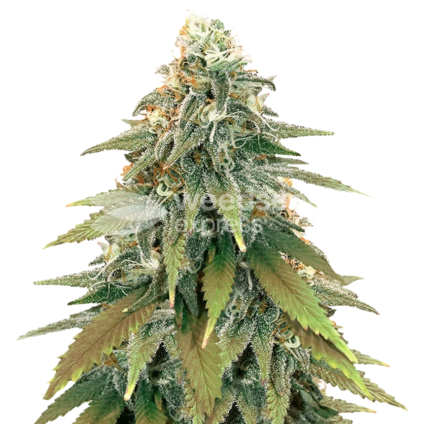 Fat Bastard feminized seeds