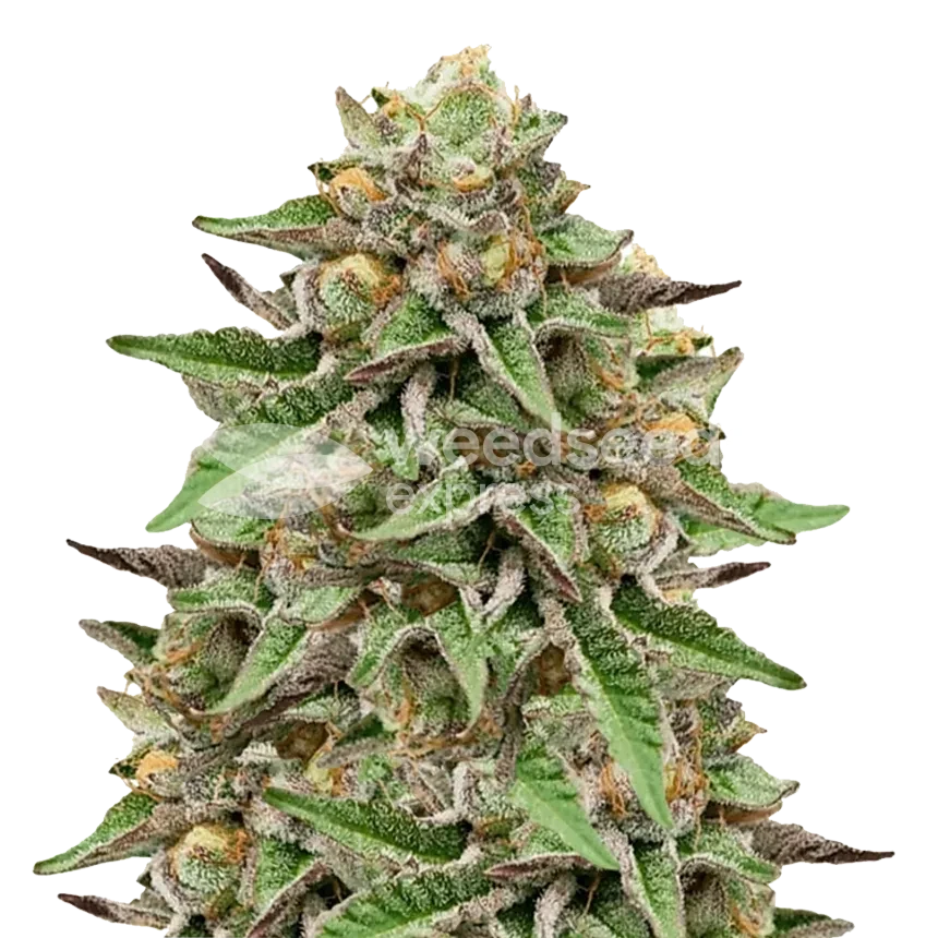 Gelato feminized seeds