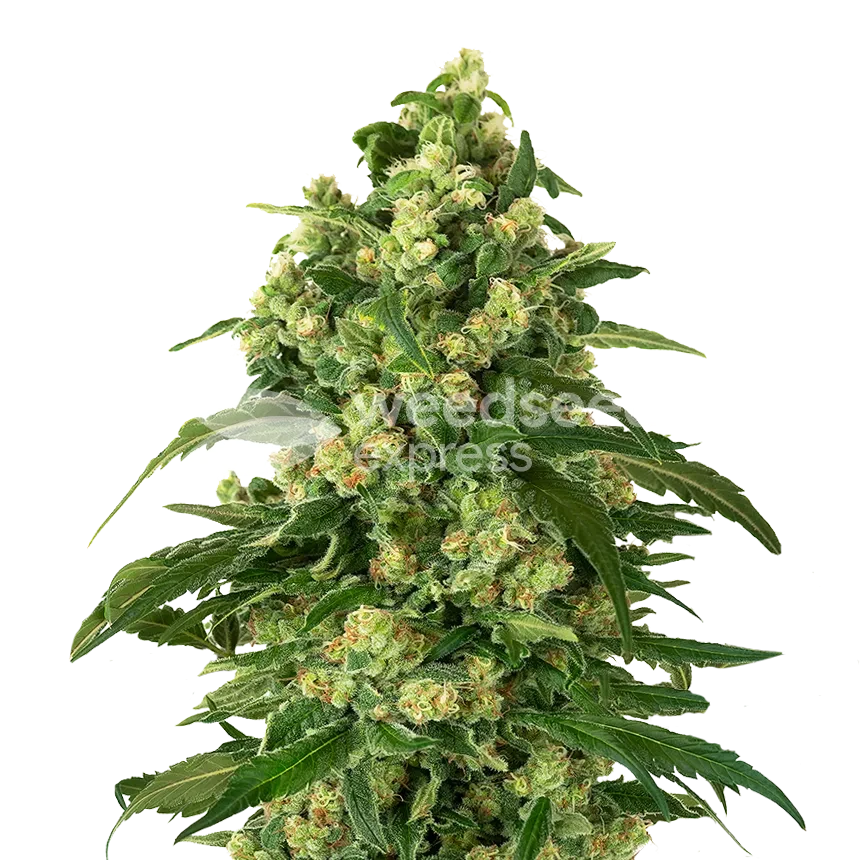 Girl Scout Cookies feminized zaden