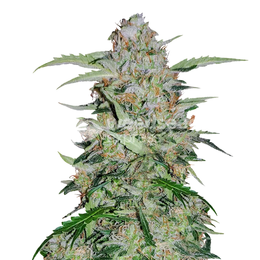 GMO Cookies feminized zaden