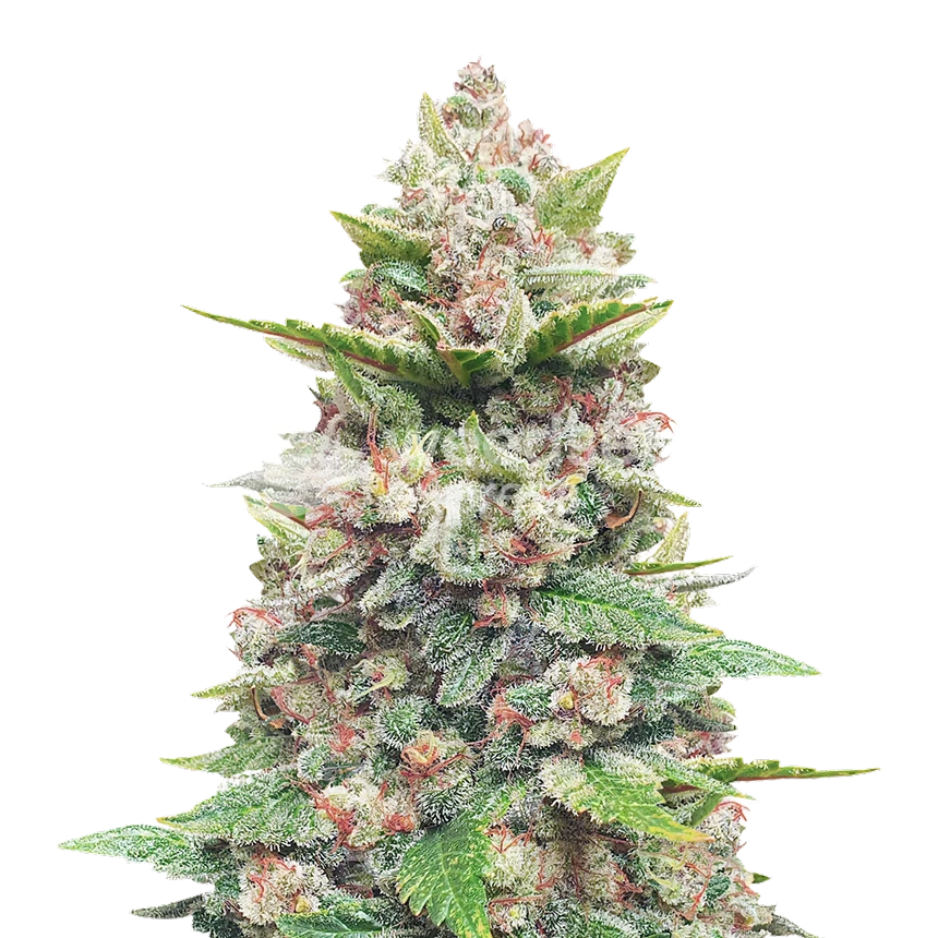 God's Gift feminized seeds