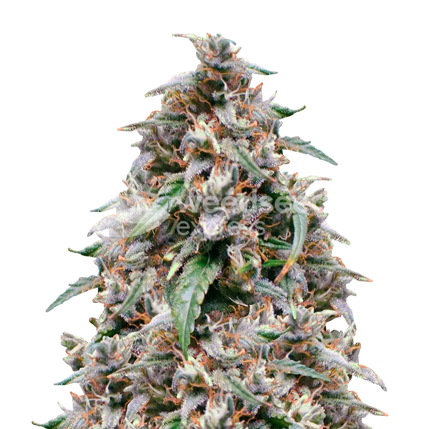 Grease Monkey feminized zaden