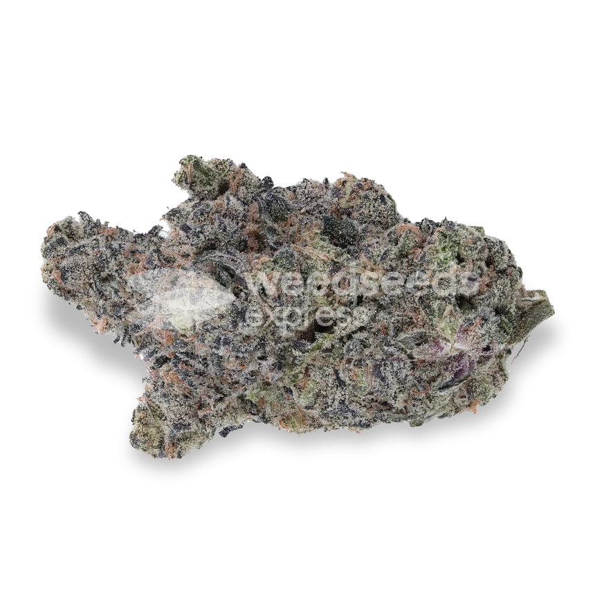Gush Mints Feminized Seeds WeedSeedsExpress