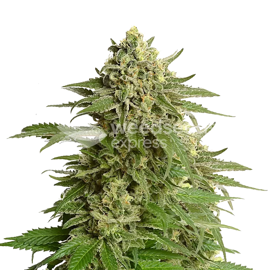 Haze #1 feminized zaden