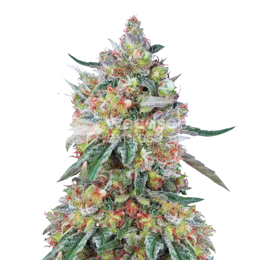 Hellfire OG feminized seeds