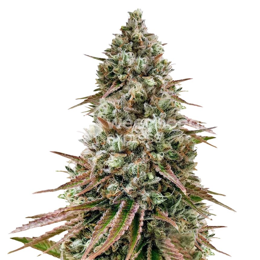 Ice Cream Cake feminized seeds