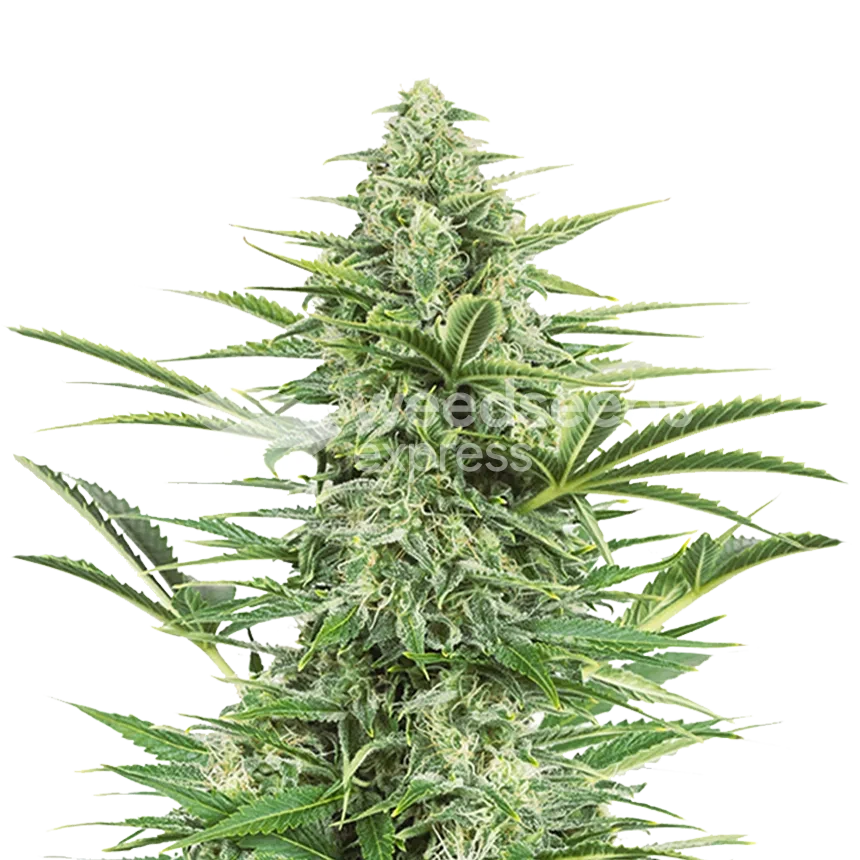 Island Sweet Skunk feminized zaden