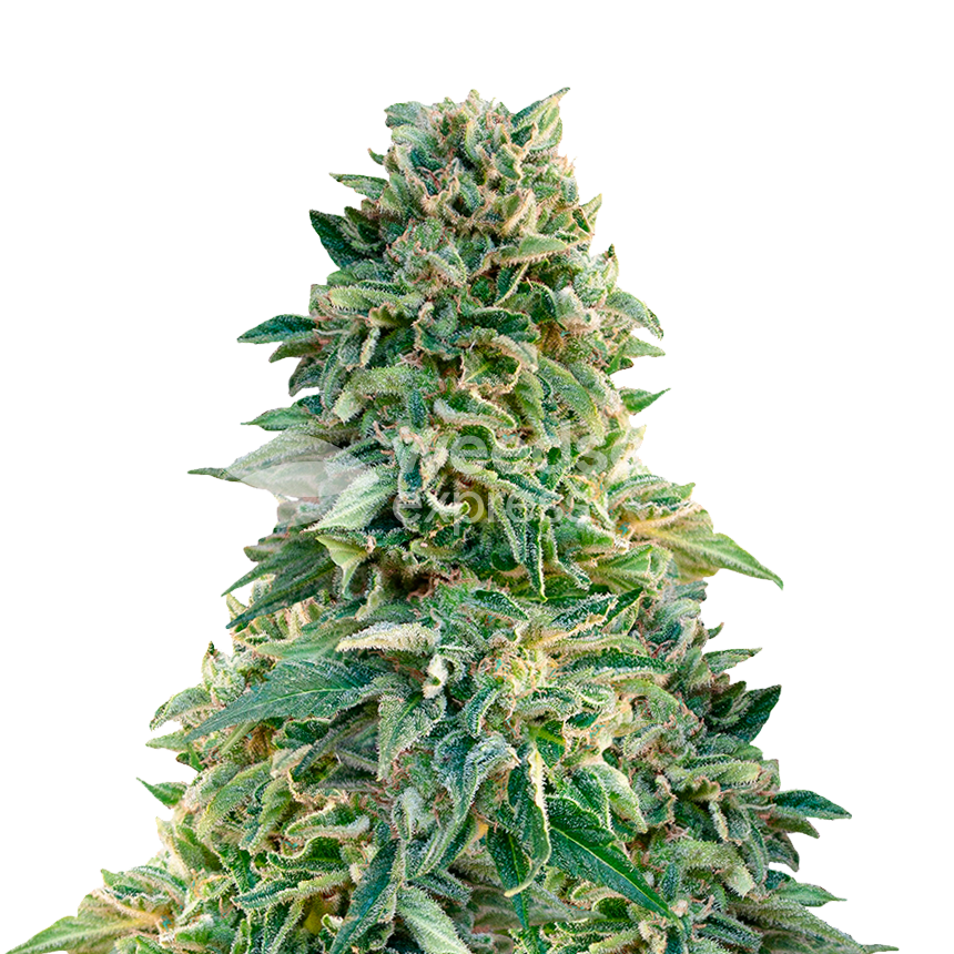 Jack Herer autoflower seeds