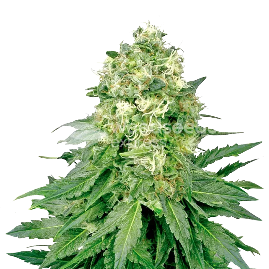 Jack Widow feminized zaden