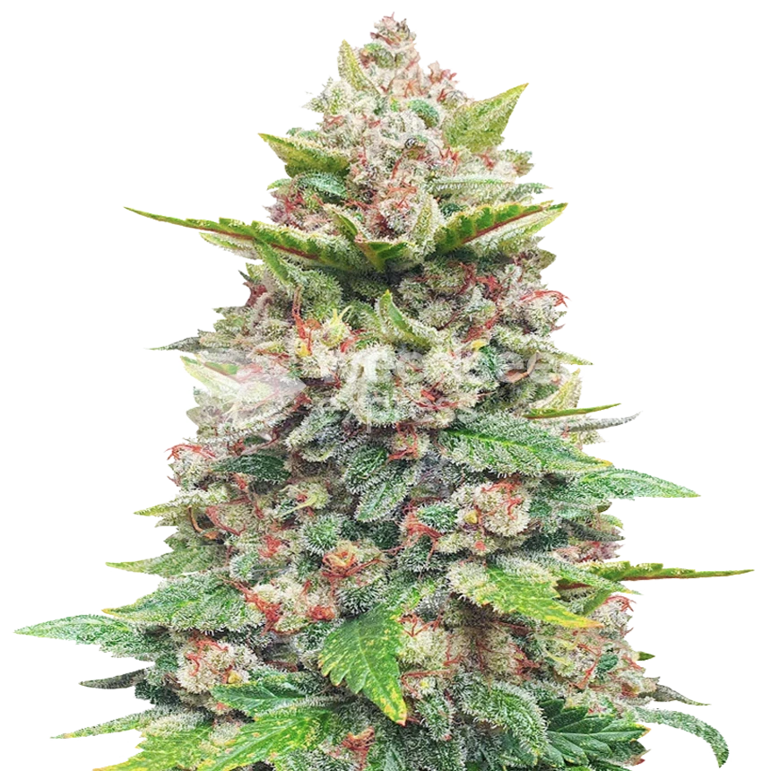 Jealousy feminized seeds