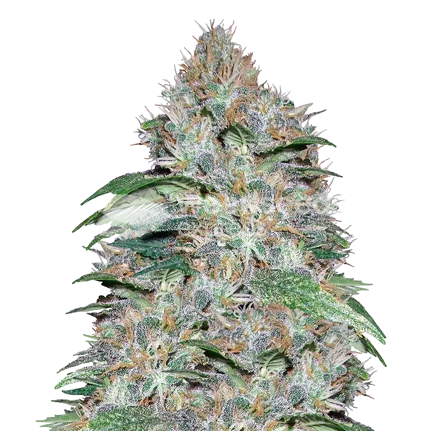 LA Confidential feminized seeds