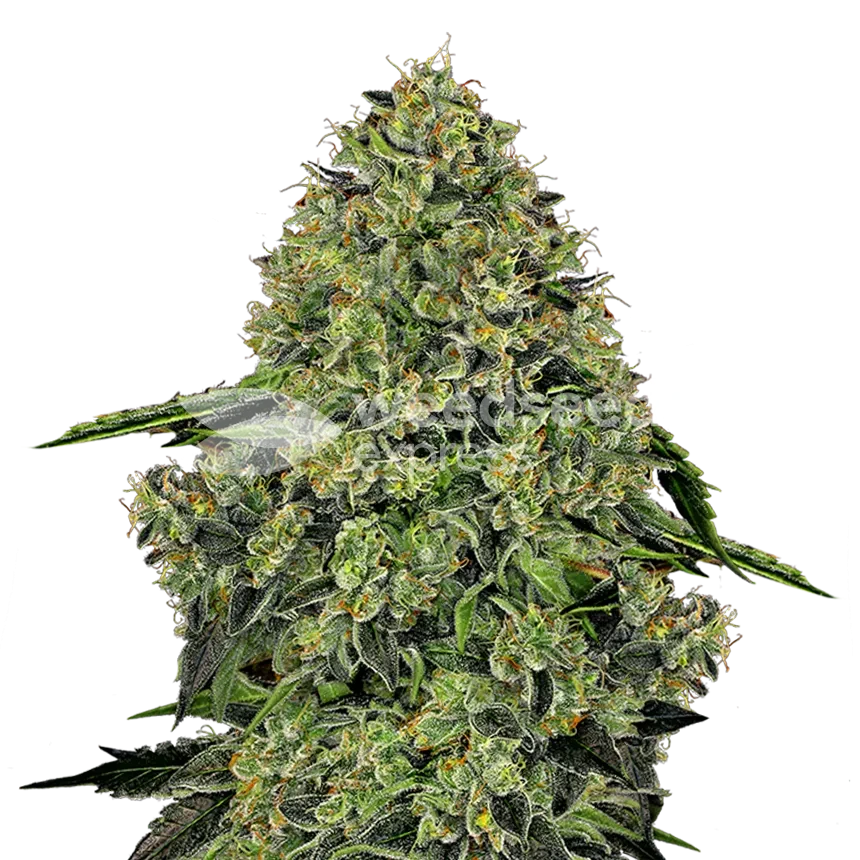 Lithium OG Kush feminized zaden