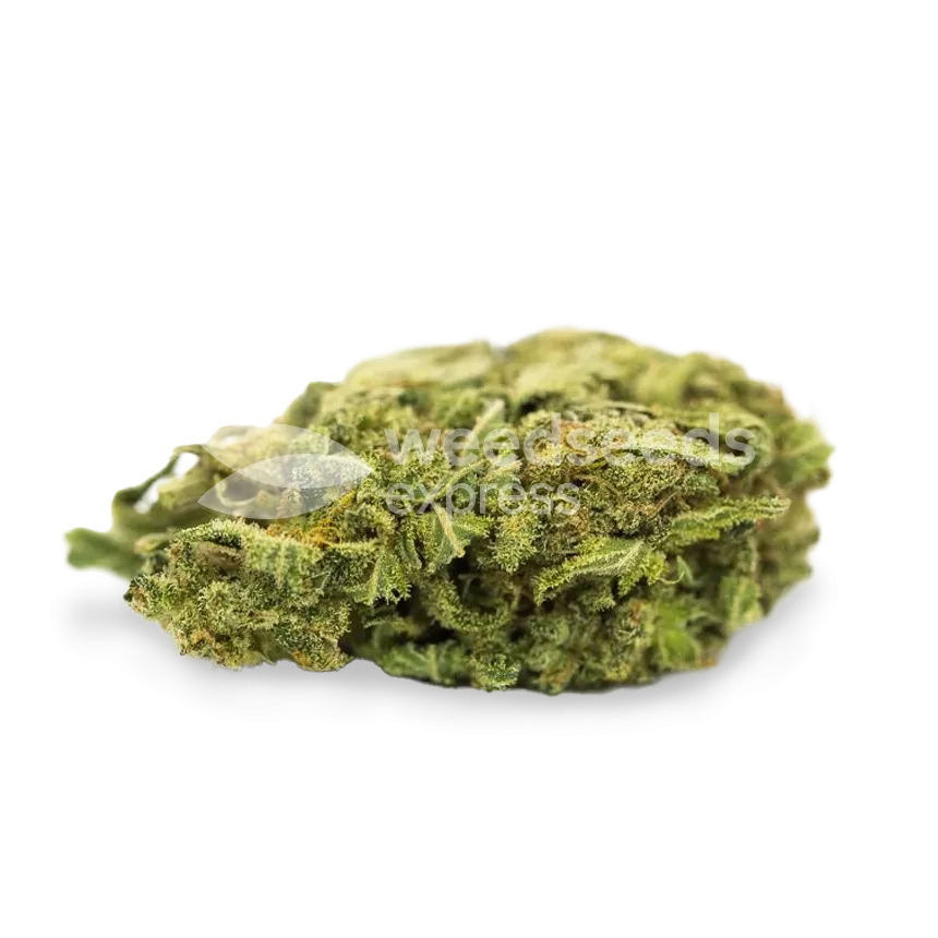 Lowryder Autoflower Samen