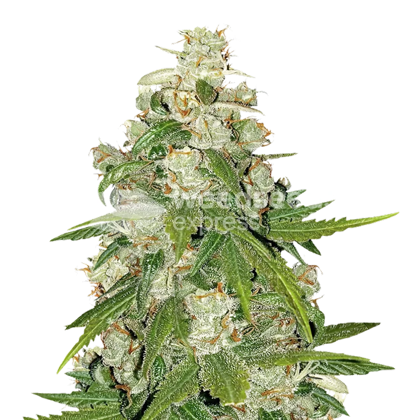 Mamba Negra CBG feminized seeds