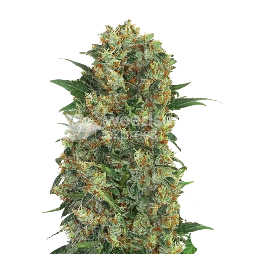 Master Kush feminized zaden