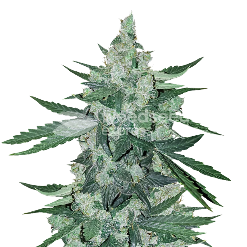 Moonshine Cookies autoflower seeds