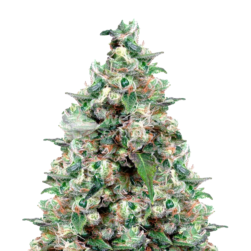 NYC Diesel feminized seeds