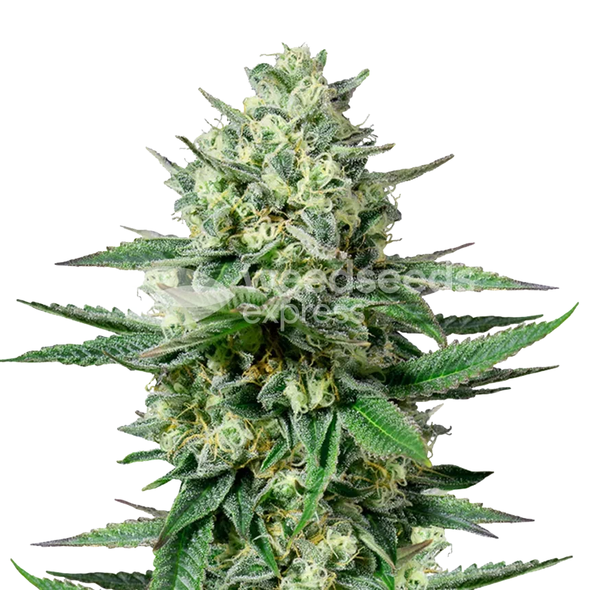 OG Kush CBD feminized zaden