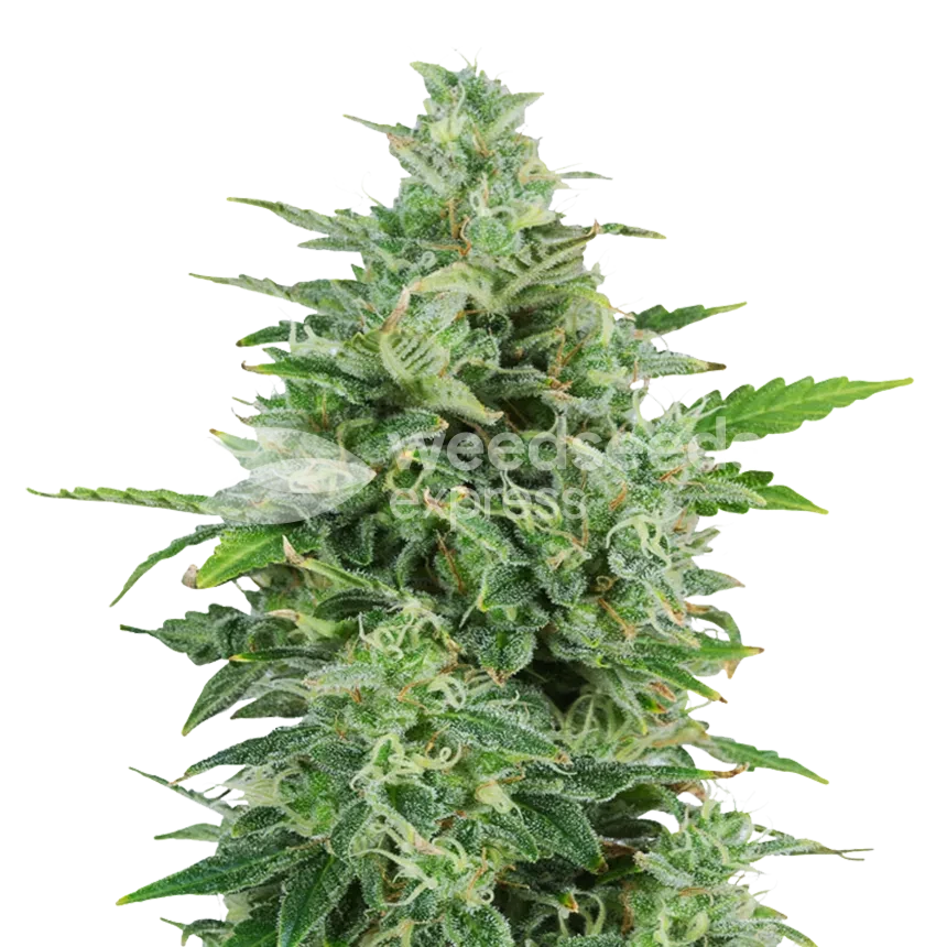 OG Kush feminized seeds