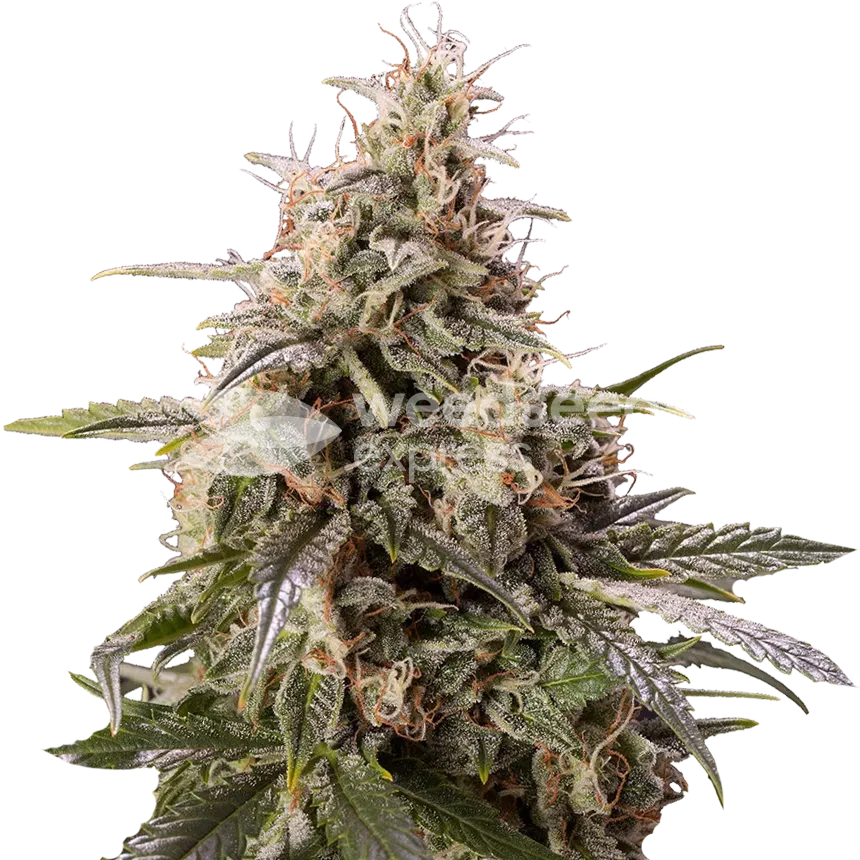 Peanut Butter Breath feminized seeds