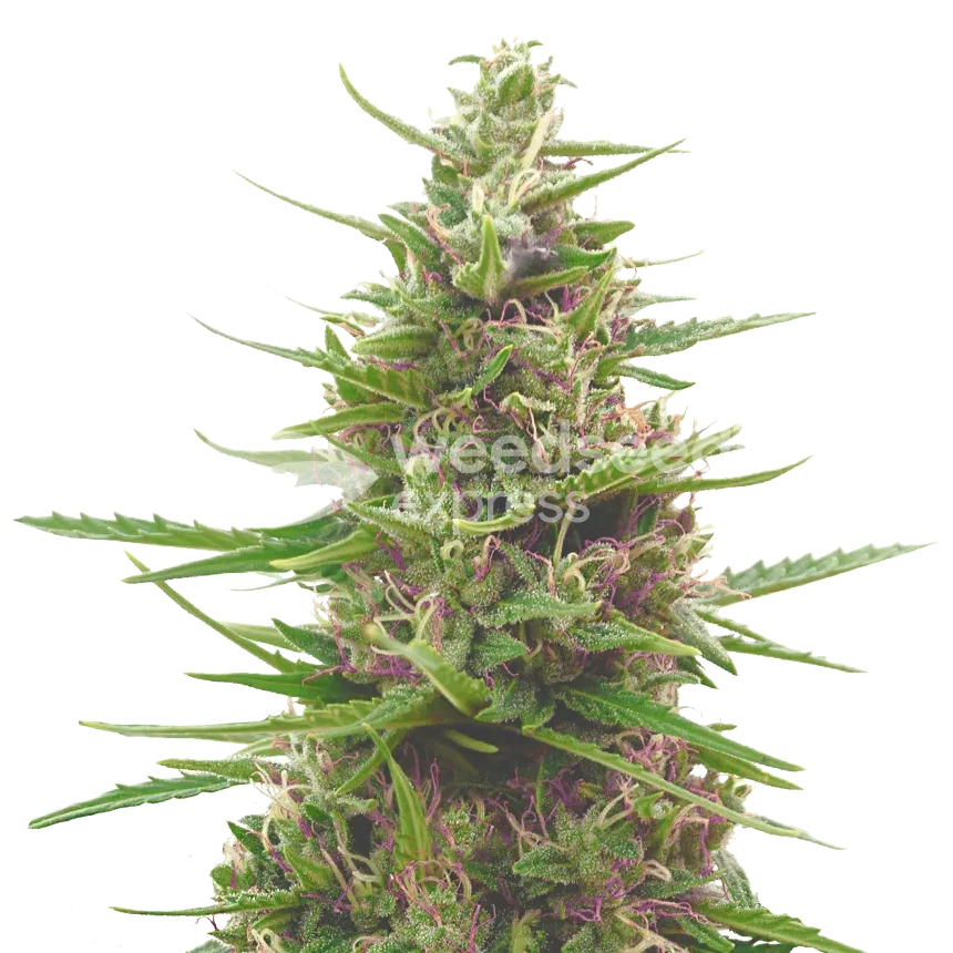 Pink Runtz feminized seeds