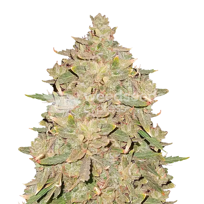 Pure Indica feminized seeds