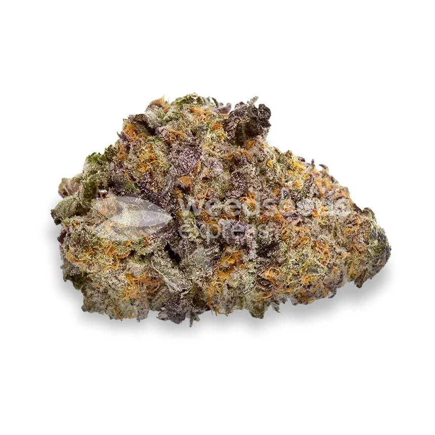 Purple Gelato autoflower bud