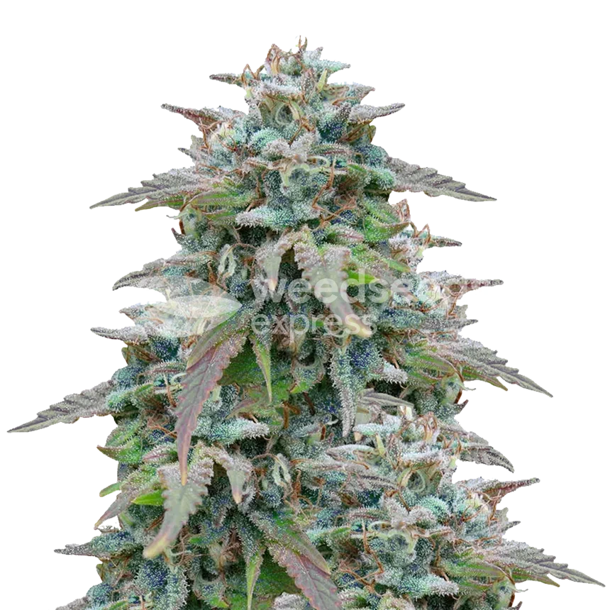 Purple Haze autoflower seeds