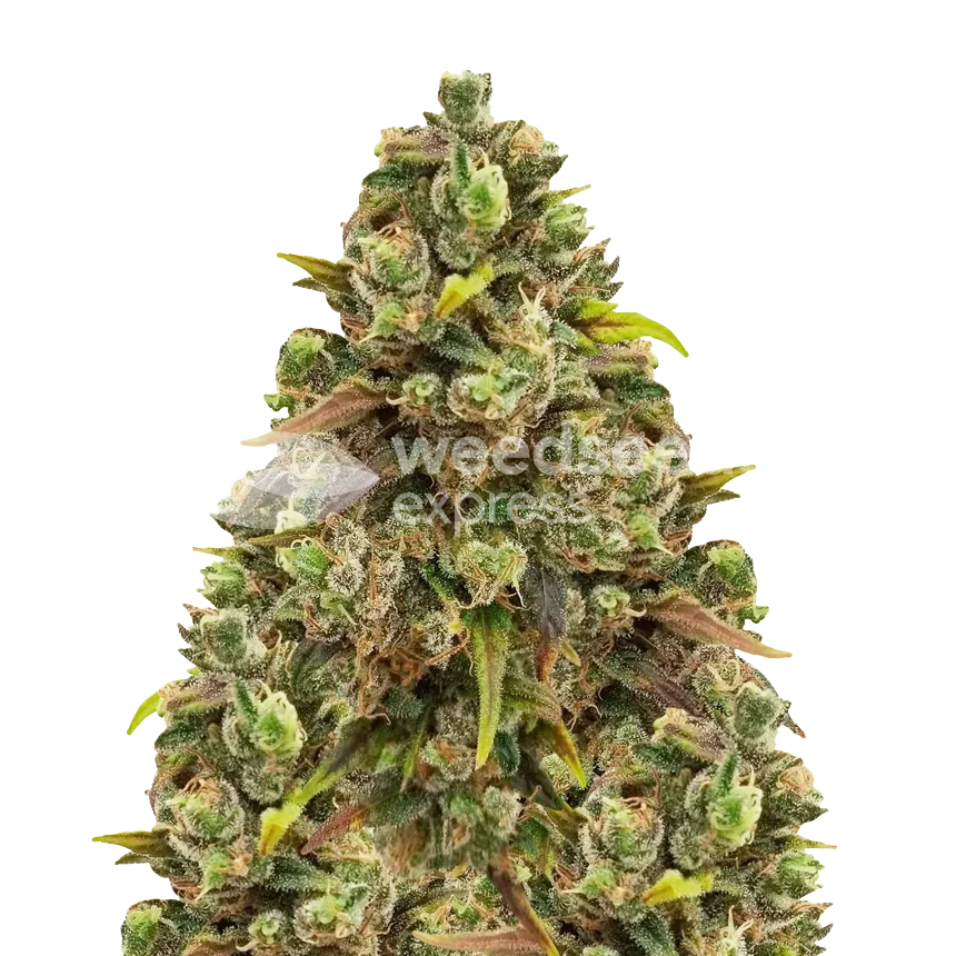 Sexxpot feminized seeds