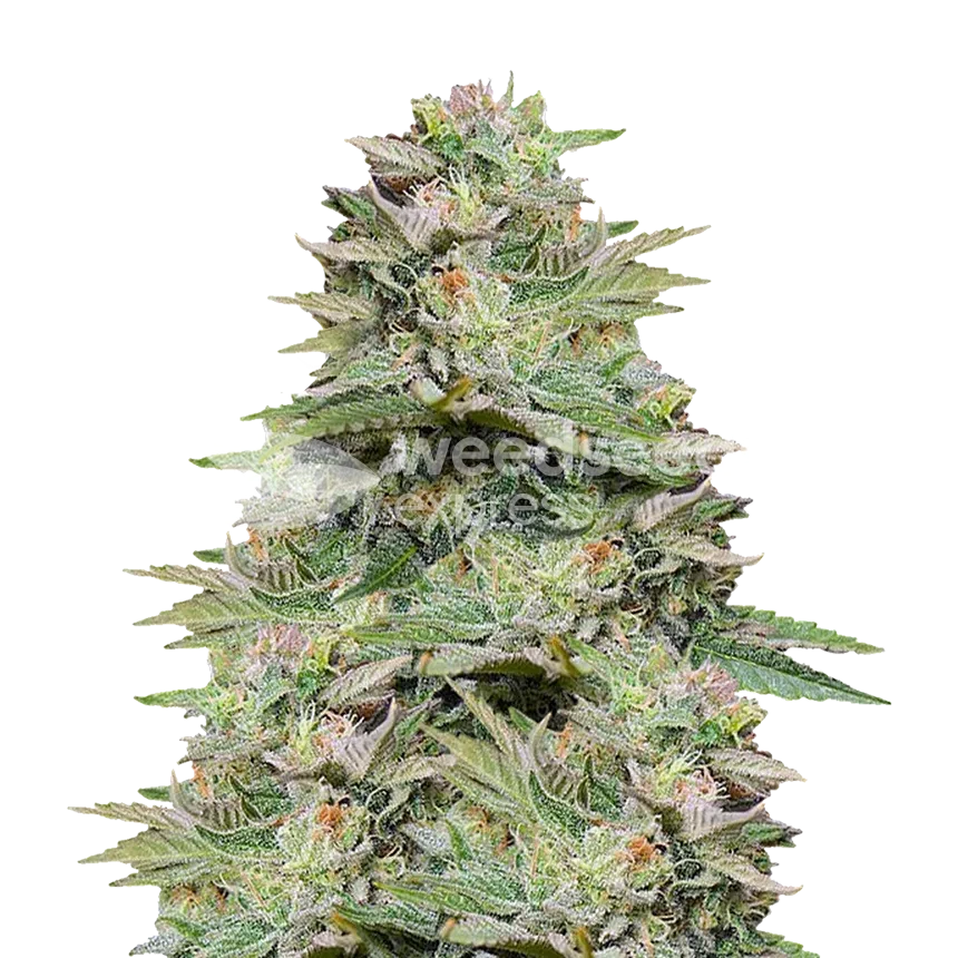 Sleepy Joe OG feminized seeds