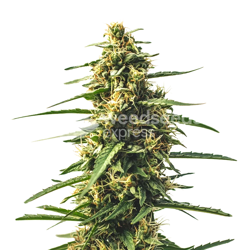 Sour Tsunami CBD feminized seeds