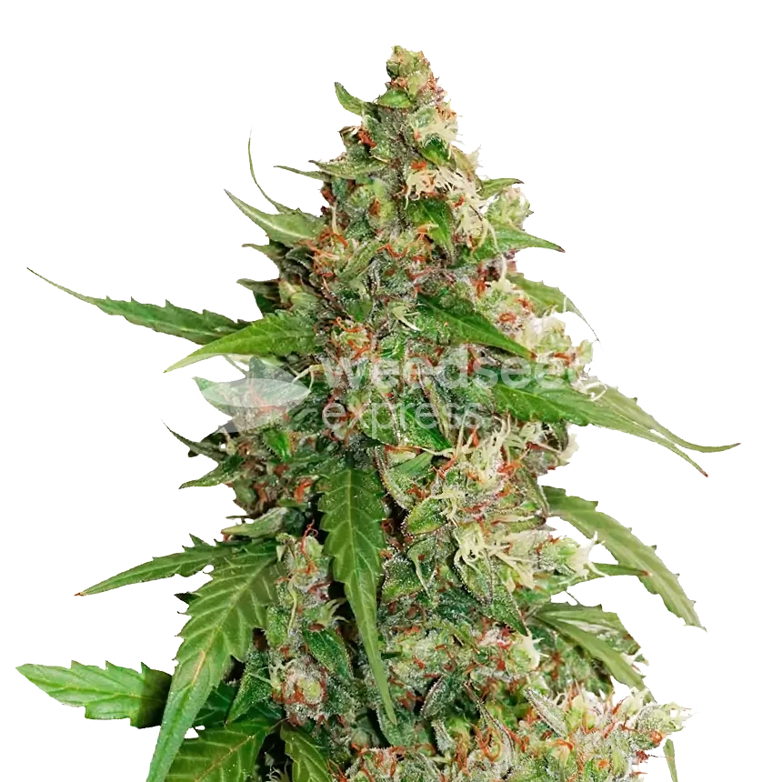 Strawberry Banana feminized zaden