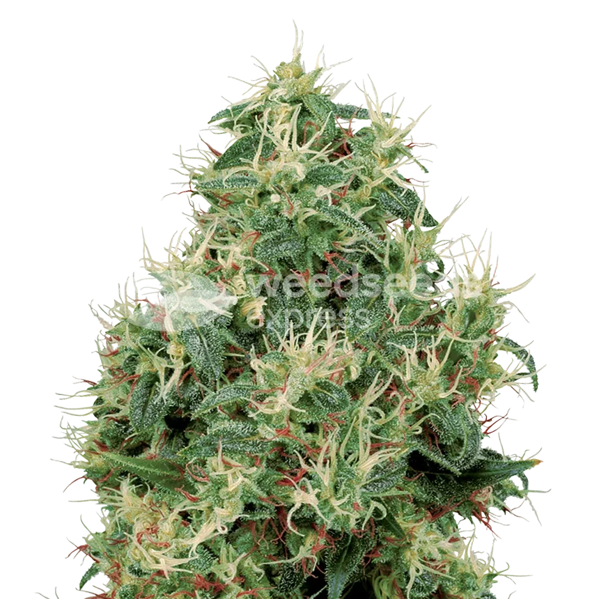 Strawberry Kush feminized seeds