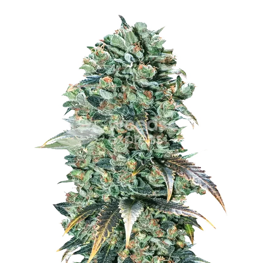 Super Glue feminized zaden