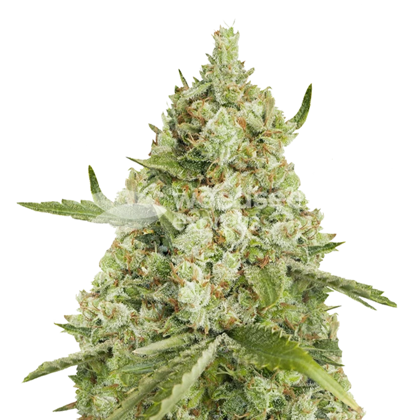 Super Lemon Haze feminized seeds