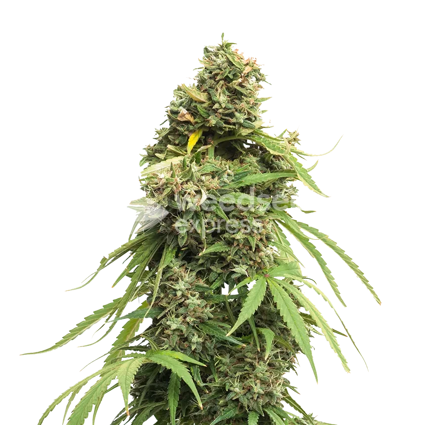 Tangie feminized seeds