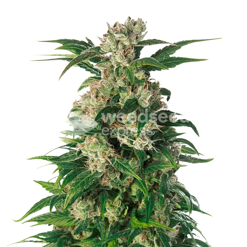 Trainwreck feminized seeds