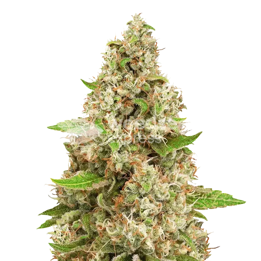 Triangle Kush autoflower seeds